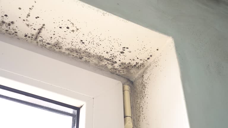 Why You Should Choose Our Mold Remediation Services in Rodeo, CA